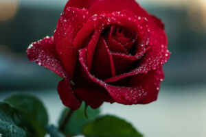 Vive l'amour - Die Welt des Chansons