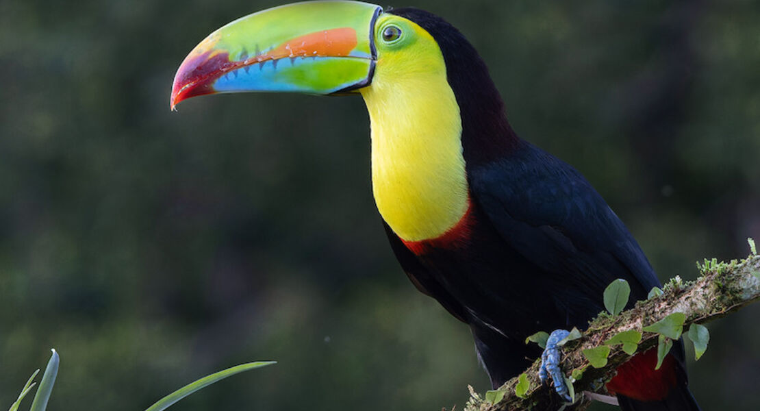 costa-rica-naturparadies-zwischen-karibik-uns-pazifik