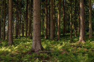 Erlebe den kraftvollen Duft des Waldes