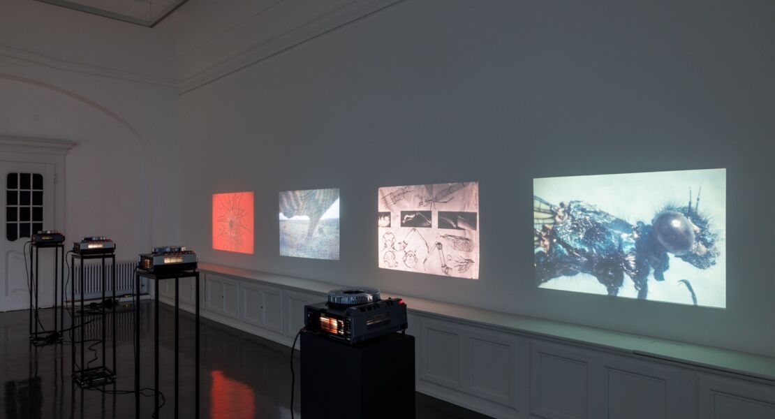 stefan-bertalan-ich-habe-130-tage-mit-einer-sonnenblume-gelebt