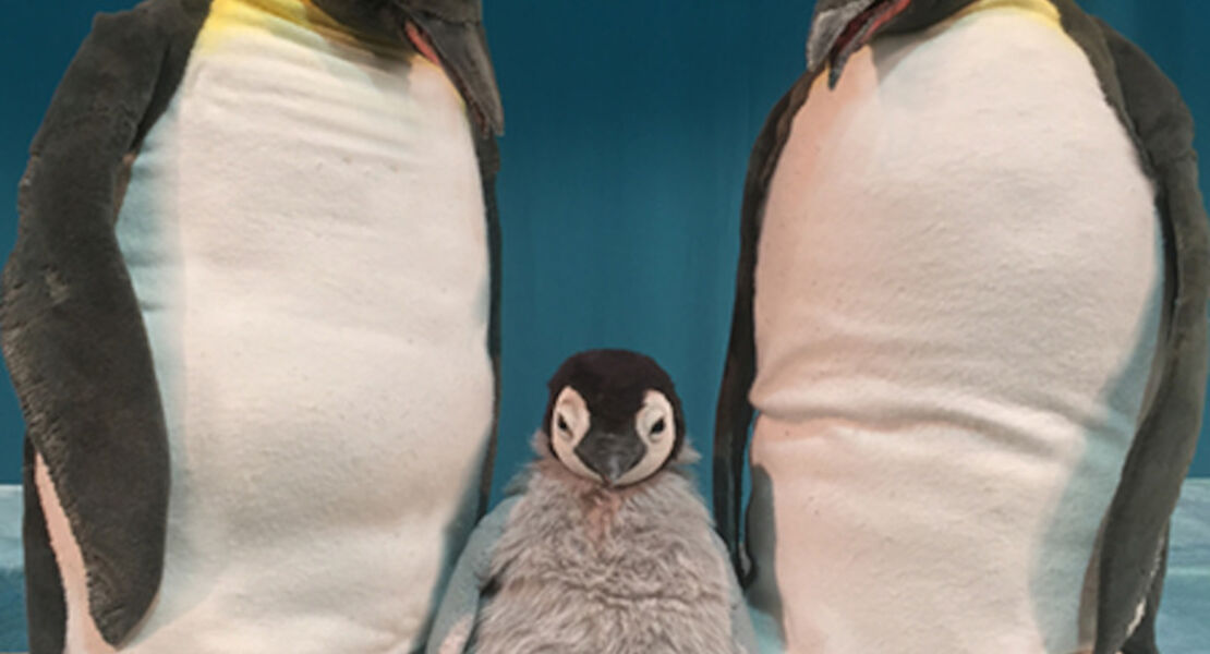 marotte-theater-pit-pinguin