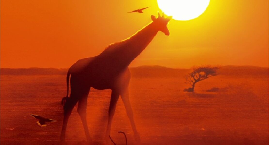 afrika-unterwegs-im-wilden-suden