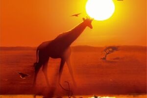 Afrika – Unterwegs im wilden Süden