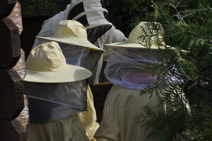 Bienen-Erlebnis-Werkstatt für Mädchen