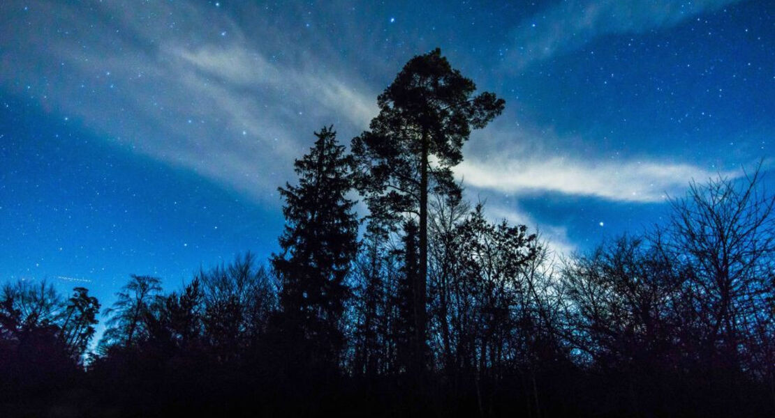 der-wald-bei-nacht