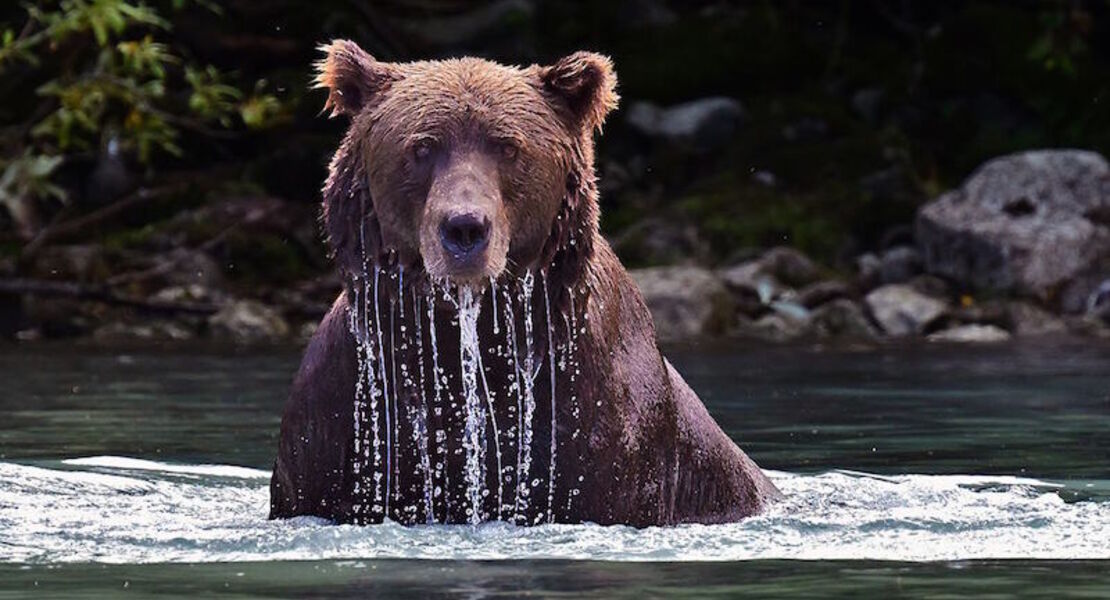 in-der-wildnis-kanadas-und-alaskas