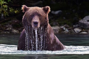 IN DER WILDNIS KANADAS UND ALASKAS