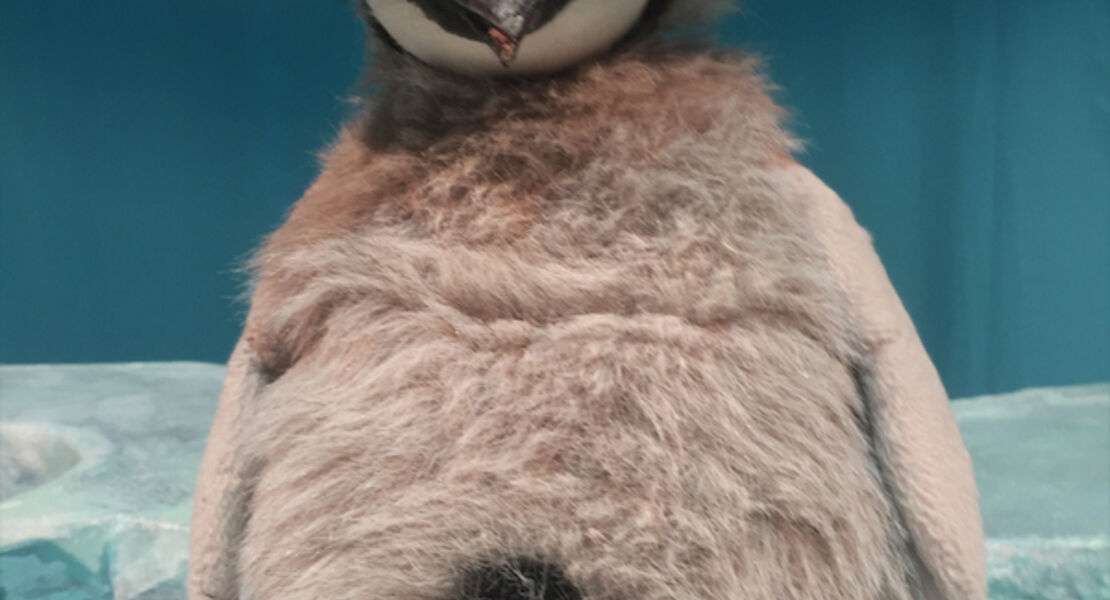 pit-pinguin-ab-3-jahren