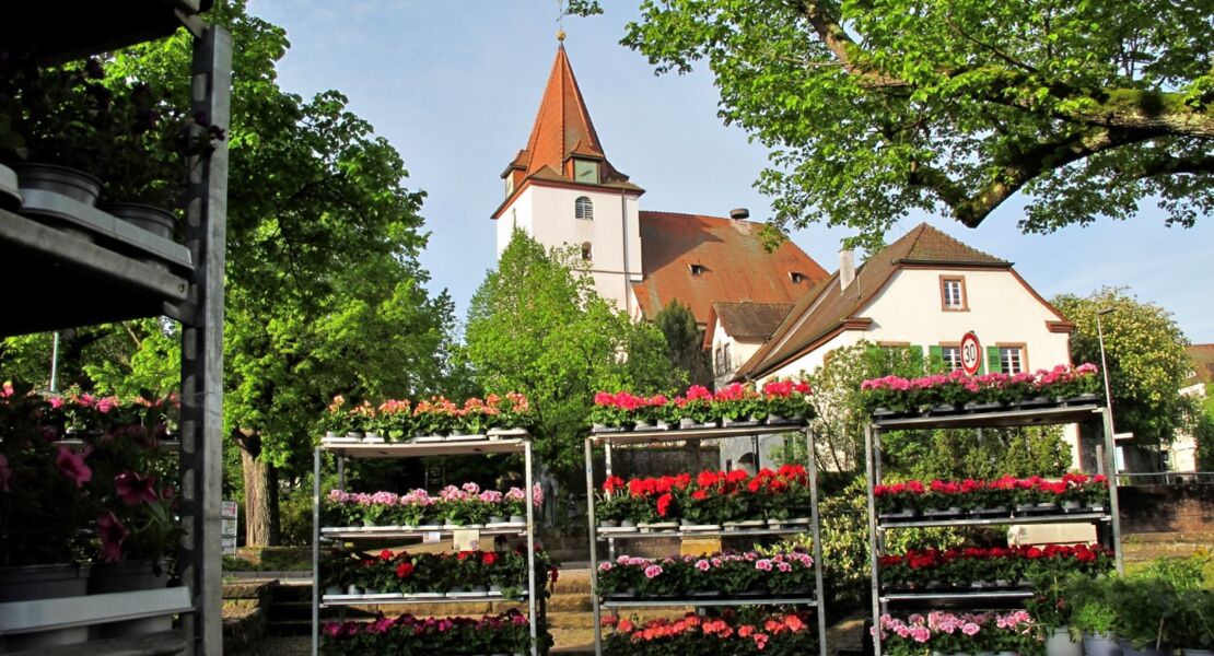 sommerblumen-und-geranienmarkt