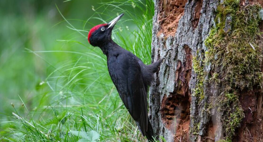 25-norddeutsche-naturfototage-prasentiert-von-ac-foto