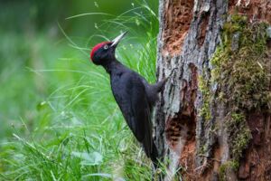 25. Norddeutsche Naturfototage - präsentiert von AC Foto