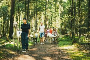 Guttu-Alpakawanderung