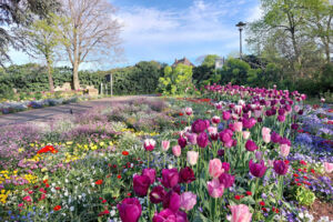 Rosa Frühlingszauber: Stadtgeschichte(n) mit Mandel-Cocktail