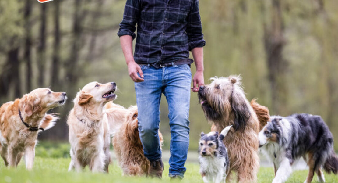 sami-el-ayachi-der-zugewandte-hund