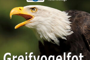 WS Greifvogelfotografie