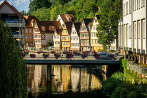 Vom Schwarzwald nach Holland – Die Holländertannen