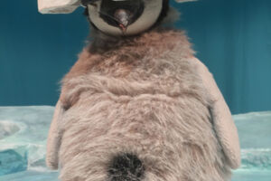 Pit Pinguin (ab 3 Jahren)