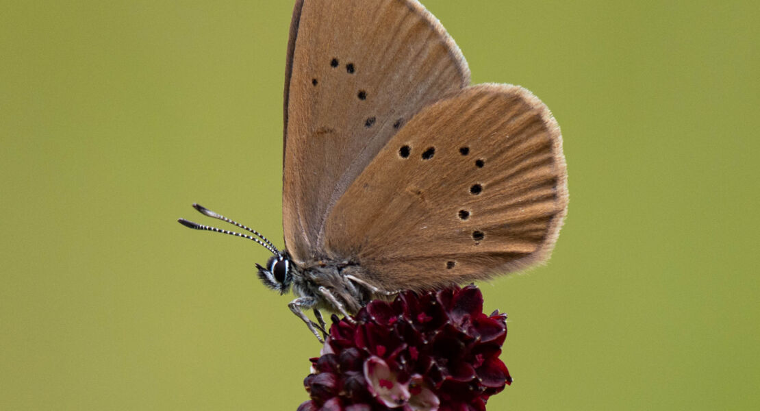 eroffnung-der-ausstellung-zur-artenvielfalt