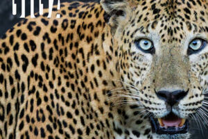 ASK Nettinsdorf Foto | Gemeinschaftsausstellung