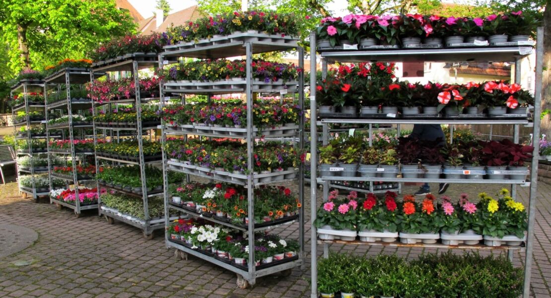 sommerblumen-und-geranienmarkt