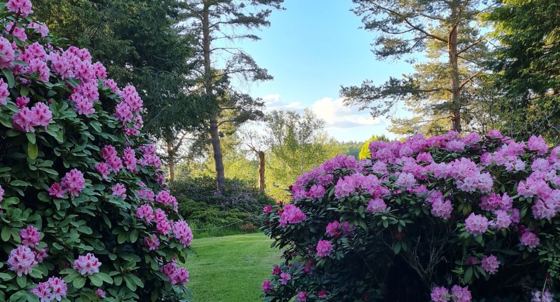 rhododendronpark-jansen