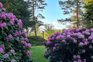 Rhododendronpark Jansen