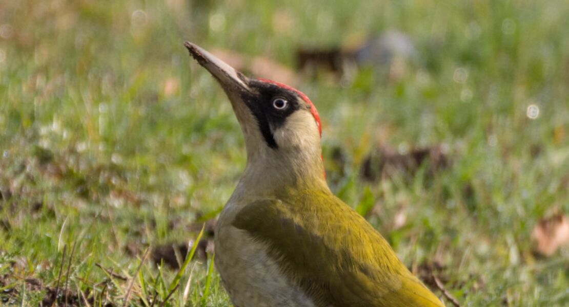 ausstellung-zur-artenvielfalt-im-kurhaus