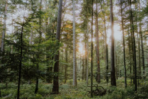 Waldbaden (Shinrin Yoku)