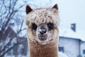 Alpaka-Tour mit Glühwein