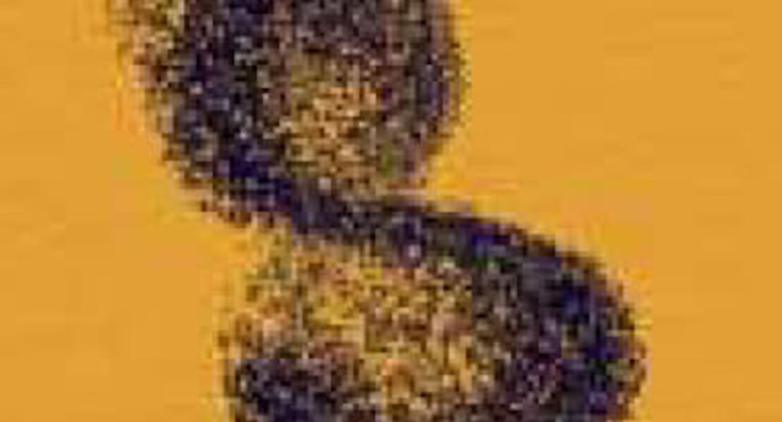 stegreif-orchester-feelfree