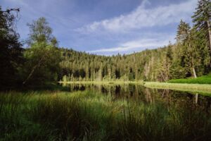 Rangerführung zum Buhlbachsee