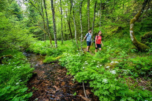 1-globetrotter-wandertage-schwarzwald-wanderung-aichelberger-traumtour-mit-fautsburg