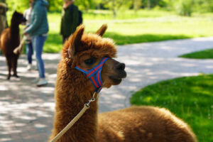 Alpaka im Park - Ostertour