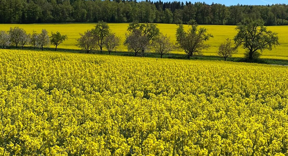 tag-des-wanderns