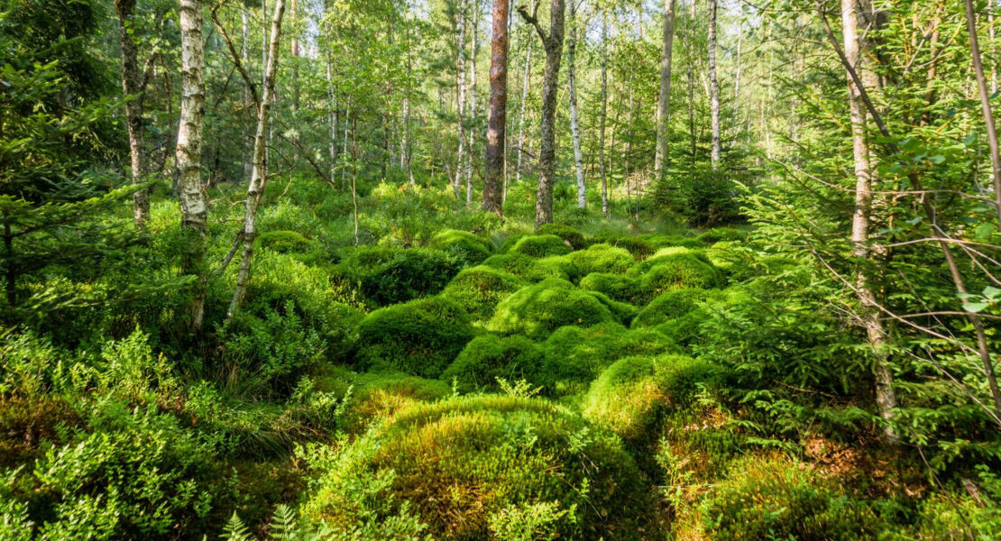 natur-erleben-und-schutzen-unterwegs-im-wurzbacher-moor