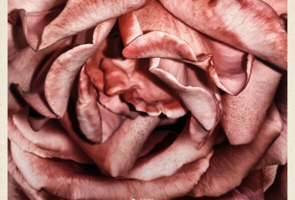 rosebush-pruning