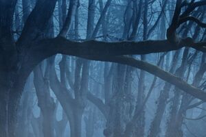 Erwartung / Der Wald - von Arnold Schönberg / Ethel Smyth  WIEDERAUFNAHME