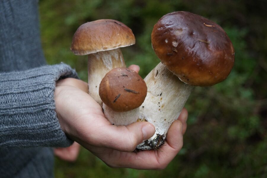 pilzexkursion-im-herbst