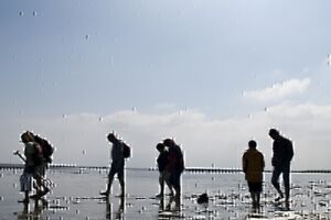 Entdecke das Watt - Geführte Wattwanderung im Nordseebad Otterndorf