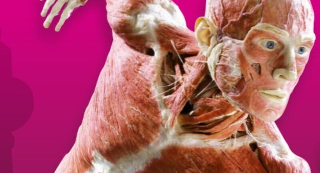 korperwelten-museum-berlin-flex-geschenkticket