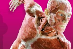 KÖRPERWELTEN Museum Berlin Flex- / Geschenkticket