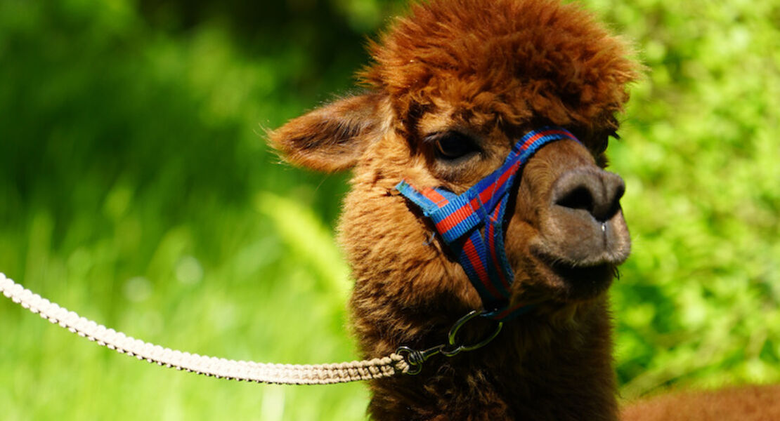 alpaka-wanderung-durch-die-heide