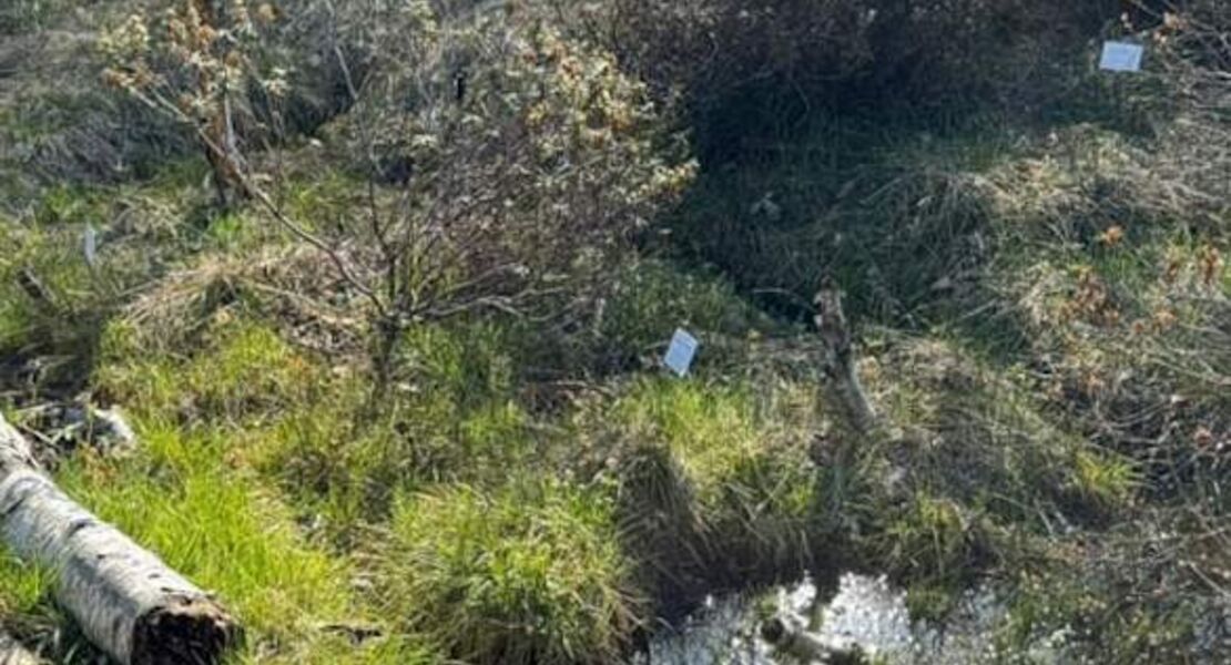 fuhrung-geheimnis-moor-zwischen-leben-torf-und-tod