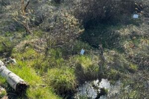 Führung: Geheimnis Moor Zwischen Leben, Torf und Tod