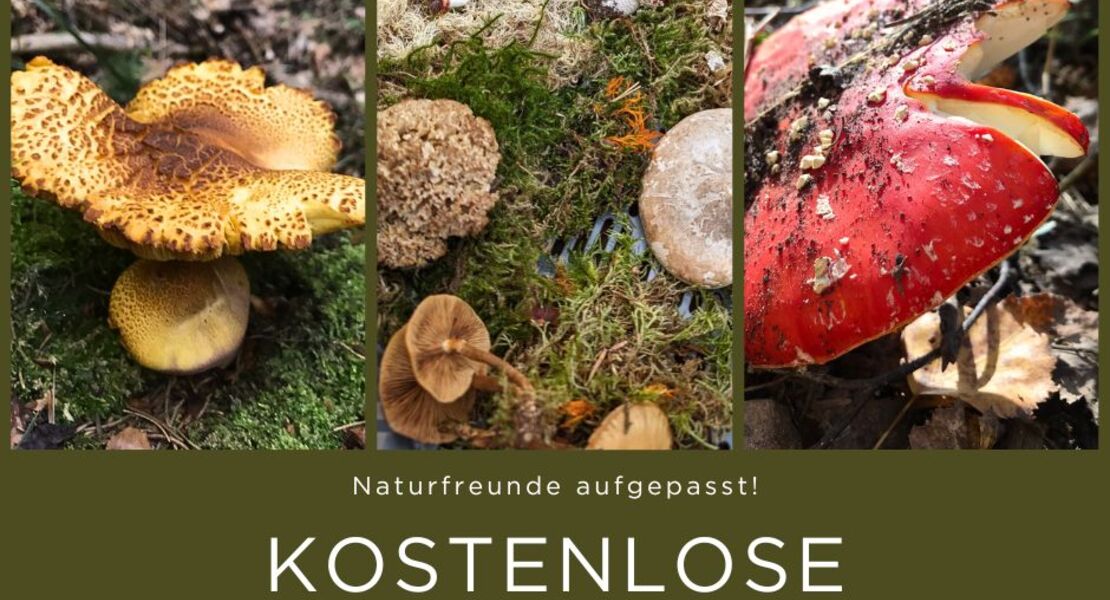 ausgebucht-pforzheims-grunes-gold-pilze-gibt-es-viele