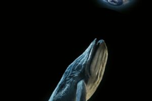 Die Gesänge der Wale