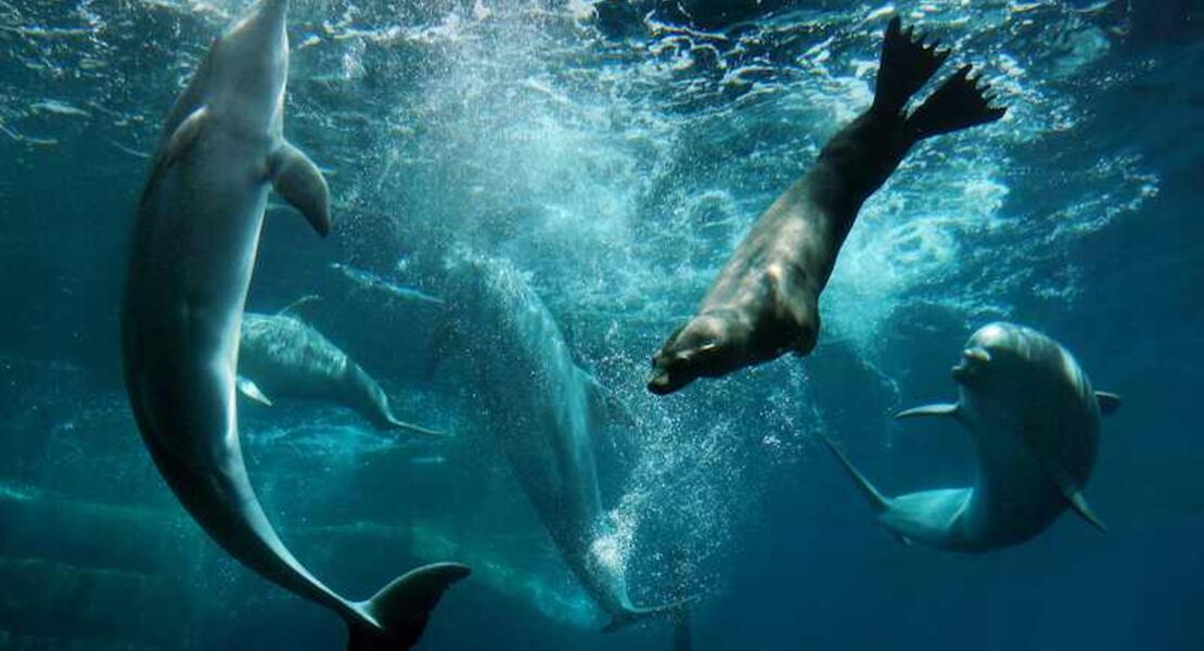 berichte-aus-dem-garten-eden-mit-4-gange-menu-und-getranken