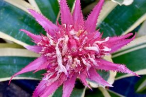 Führung: Bromelien im Loki-Schmidt-Garten