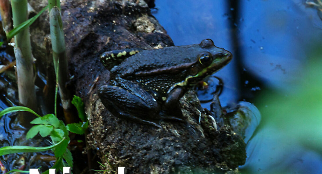 ws-natur-im-niedermoor