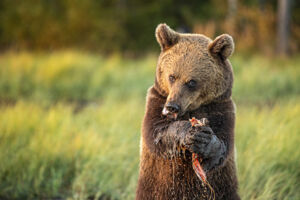 WunderWelten im Augustinum: Finnland - Von wilden Bären und glücklichen Menschen - Live-Reportage von und mit Ruth & Jürgen Haberhauer